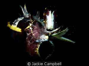 Flamboyant Cuttlefish in Lembeh.
Canon S90 with dual Ino... by Jackie Campbell 